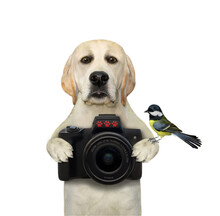 A Dog Labrador Photographer Holds A Black Photo Camera. White Background. Isolated.