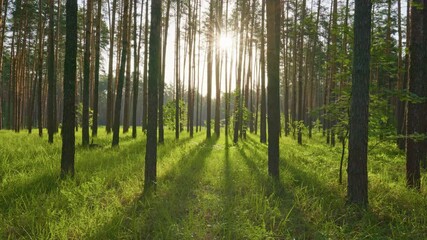 Aufkleber - Gimbal shot of morning spring forest with lush green grass. Sun breaking through from tree trunks. Great day in the forest in nature