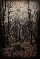 Poster - Misty mysterious forest landscape in early spring. Nature of New England, USA