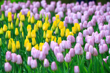 Blooming freshness vibrant romantic beautiful colorful tulips mixed sorts during the tulip traditional summer festival on the Elagin Park in Saint Petersburg