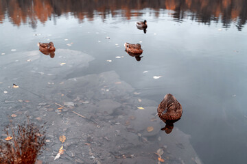 Wild ducks in mountain lake. Mountain lake landscape. Beautiful autumn nature background for any purposes.