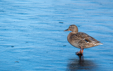 A Female Mallard Duck with copy space