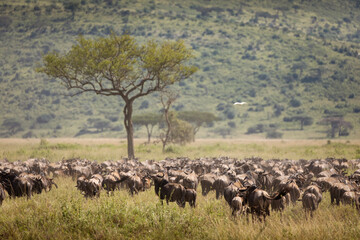 Wall Mural - Migration of wildebeast during safari in National Park of Serengeti, Tanzania. Wild nature of Africa.