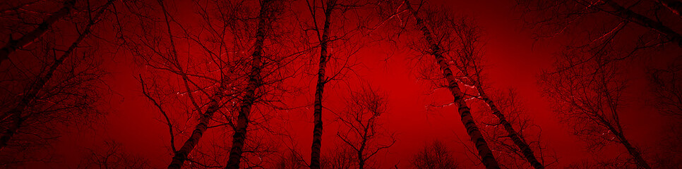 Wall Mural - bloody sunset in the forest. silhouettes of trees on a red background. horror mystic nightmare creep