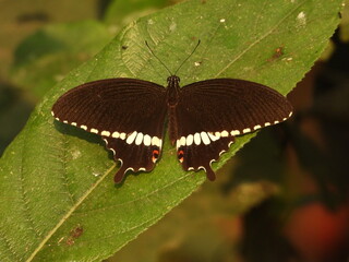 Black Butterfly with White spots Beautiful Butterfly