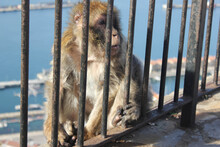 A Barbary Macaque Sitting Behind Railing In Gibraltar