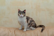 Tricolor cat with yellow eyes. The domestic cat is lying on the couch. The cat in the home interior. Image for veterinary clinics, sites about cats. Selective focus