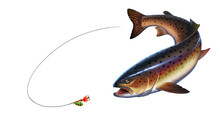 Rainbow Trout Fish On White Background. Chinook Salmon, Salmon, Snout Fish Big Realistic Isolated Illustration. Trout Attacks Bait Spoon Spinner.