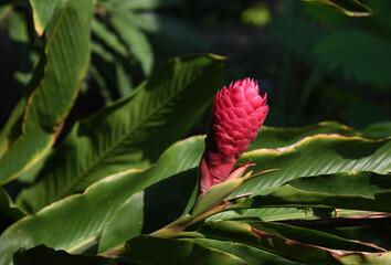 beautiful red galangal flower is blooming in plantation .