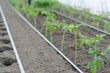 Planting young tomato sprouts in a greenhouse under drip irrigation. Growing Organic Tomato