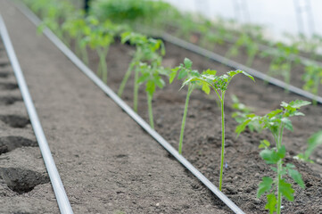 Wall Mural - Planting young tomato sprouts in a greenhouse under drip irrigation. Growing Organic Tomato