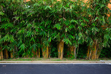 Wall Mural - Bamboo planted along the path in the garden. Background picture of yellow bamboo trunks planted along the black asphalt road.