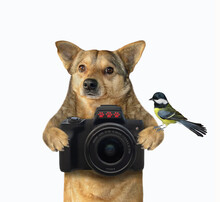 A Beige Dog Photographer Holds A Black Photo Camera. White Background. Isolated.