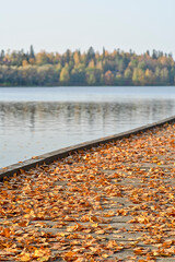 Canvas Print - Autumn leafs