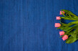 blue background and five pink tulips, space for text, selective focus