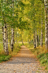 Canvas Print - Path to autumn