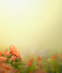 Wall Mural - wild red flowers and green grass