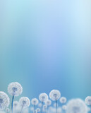 Fototapeta Zwierzęta - white dandelions on blue background