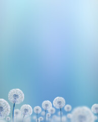 white dandelions on blue background