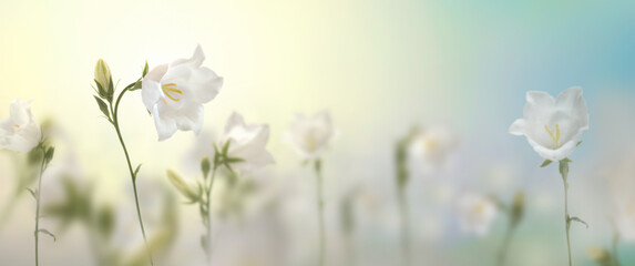 Wall Mural - wild white flowers and green grass