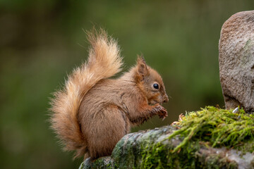 adult red squirrel in yorkshire england. snaizholme trail red squirrels near hawes in the yorkshire 