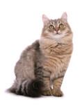 Fototapeta Koty - Brown tabby Siberian Cat