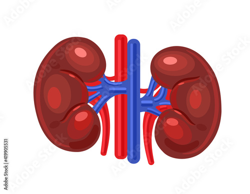 Human kidneys. Medical illustration, vector front view illustration ...