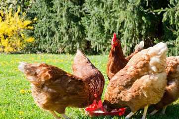 Poster -  hens pecks food in meadow