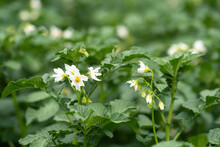 White Flower Of Blooming Potato Plant. Beautiful White And Yellow Flowers Of Solanum Tuberosum In Bloom Growing In Homemade Garden. Close Up. Organic Farming, Healthy Food, BIO Viands, Back To Nature.