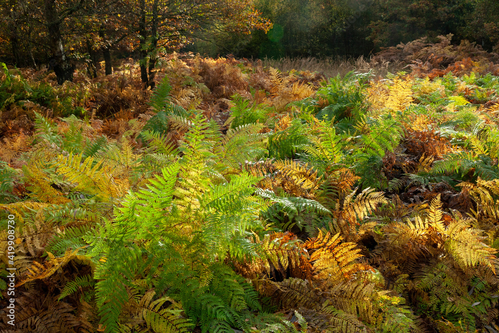 Der Farn wechselt im Herbst seine Farbe Stock Photo | Adobe Stock