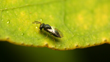 close-up black soldier fly