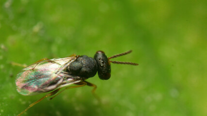 close-up black soldier fly