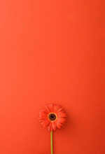 Red Flower Gerbera On A Red Background. Minimal Concept 2021. Monochromatic Colors. Flat Lay Spring Idea.