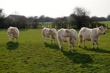 Sticker - Vaches Charolaises dans un pré.