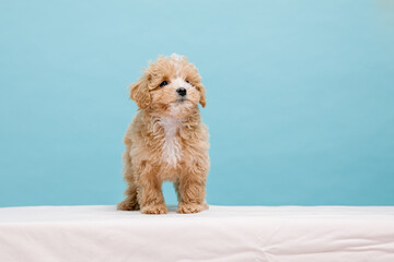 Maltipoo dog. Adorable Maltese and Poodle mix Puppy. Blue background