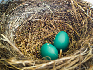 2 Two Robin Eggs In A Woven Nest