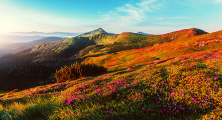 Wall Mural - Scenic sunny landscape at sunrise. Mountain hills in fog illuminated with warm morning sunlight. Stunning summer  Nature scenery in Carpathian mountains. wildflowers and hills. Picture of wild area