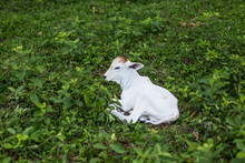Baby White Calf On The Grass In The Forest 