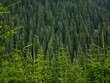© Alexandru V - Green Spruce and fir forests background. Forested and wild mountainsides of Capatanii Mountains. Carpathia, Romania.