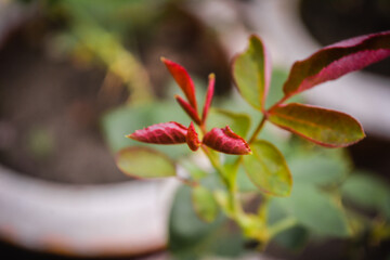 Canvas Print - Leaves flower in the garden