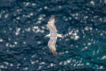 Seagull Flying Over The Blue Sea. A Large White Water Bird Hovers Over The Deep Blue Sea, Tyrrhenian Sea, Capri Island, Italy