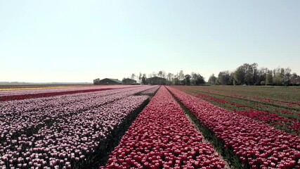 Wall Mural - 4k Aerial drone flying over magical landscape with fantastic beautiful tulips field in Netherlands on spring. Drone view of Blooming multicolor dutch tulip fields in a dutch landscape Holland. Travel 