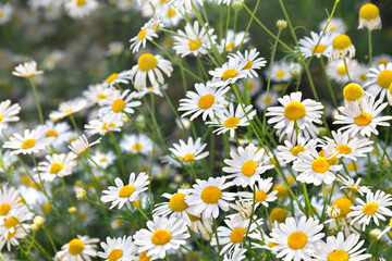 Wall Mural - Flowers white chamomile blooming in sun light in summer on meadow