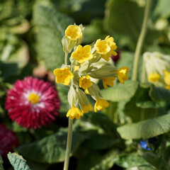 Canvas Print - (Primula veris) Echte Schlüsselblume oder Frühlings-Schlüsselblume als Zierpflanze