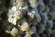 © Amelia - Macro view of tiny white yarrow flowers