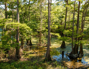 cypress pond 2