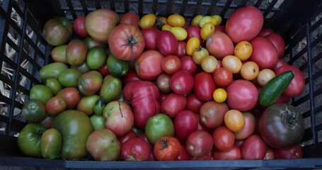 Wall Mural - Black box with red ripe and green unripe tomatoes. Top view.