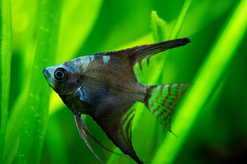Canvas Print - close up of an amazon blue Angelfish (Pterophyllum scalare) in tank fish with blurred background