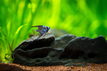 amazon blue Angelfish (Pterophyllum scalare) swimming in tank fish with blurred background