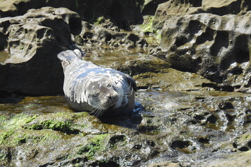 Harbor seal relaxing on the rocky shores of La Jolla Cove, in San Diego, California.